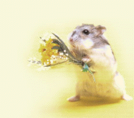 hamster