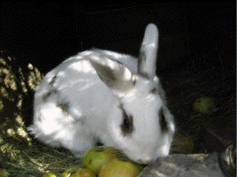 tro mimi c'est lapin