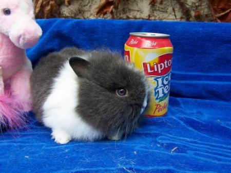 tro mimi ce petit lapin