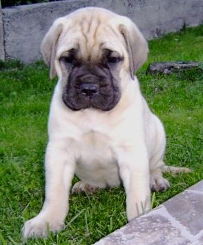 tro chou se chien