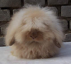 the lapinou