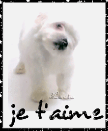 je t'aime