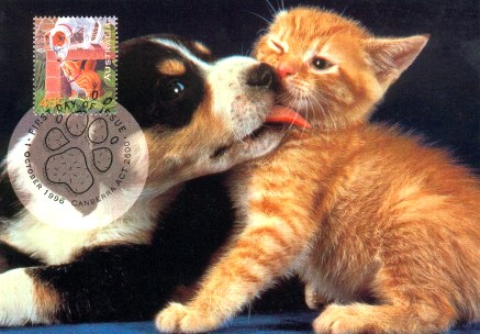trop mimi ce chien et se chat