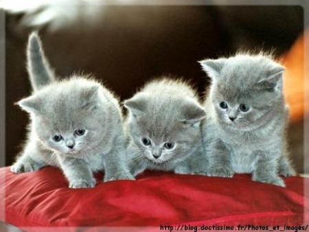 trop mimi ces chats