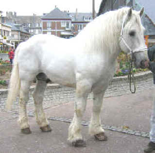 trop bo se cheval