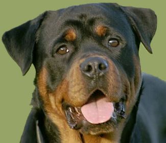 le chien de mes rêve