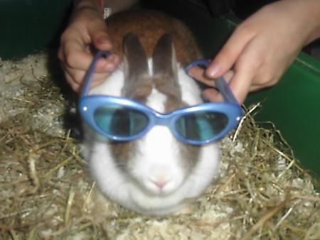 le lapin de ma soeur