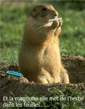 ze big marmotte
